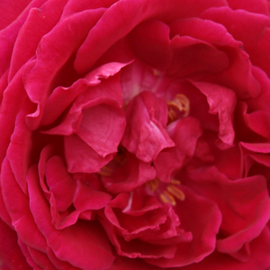 Web trgovina ruža - Crvena  - china - kineske ruže  - intenzivan miris ruže - Rosa  Gruss an Teplitz - Rudolf Geschwind - Zbog svog prodornog rasta, može se podići kao manji penjač ili kao šipka za dekoraciju.